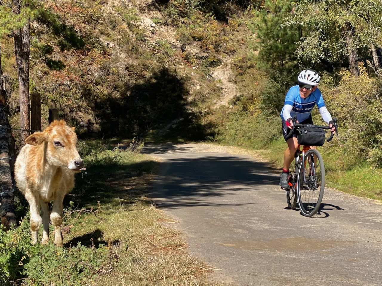 A cyclists in a blue shirt passing a cow on a quiet Bhutan road