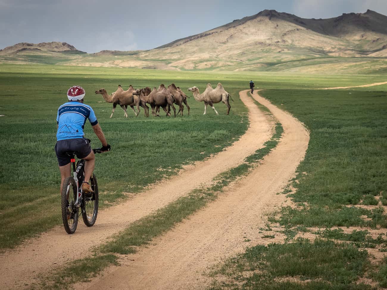 a cyclist on tour in Mongolia passing a herd of camels 