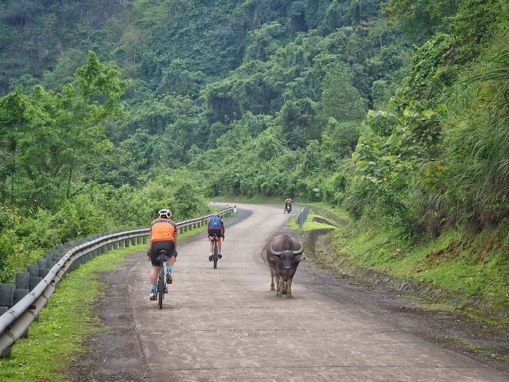 cyclists and buffalo on Vietnam's Ho Chi Minh Trail