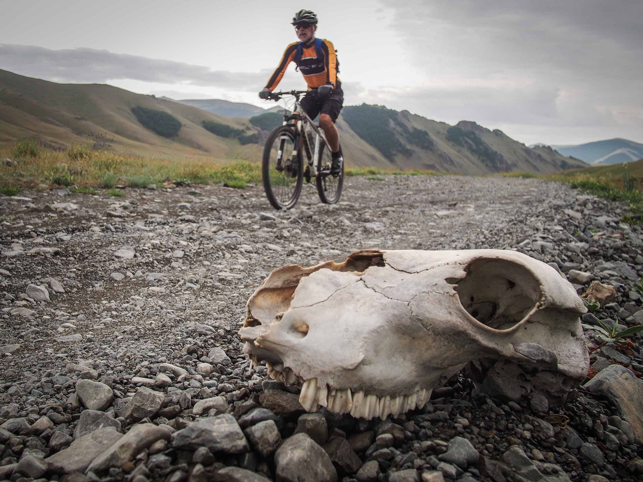 cyclists passing a scull in Mongolia