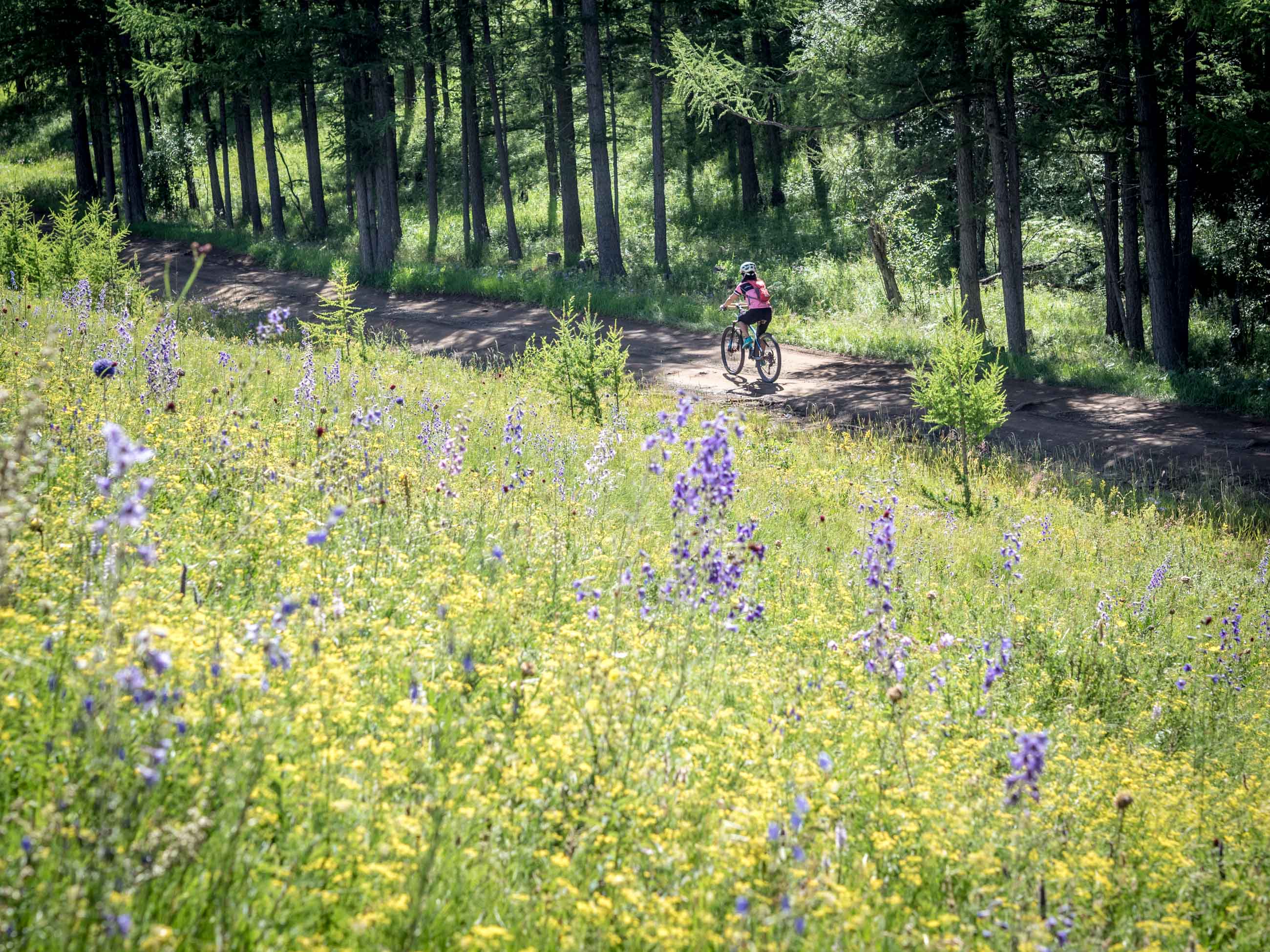 cycling through Mongolian meadow and flowers