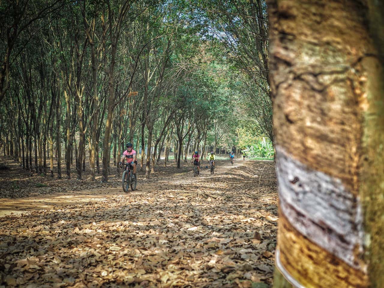 gravel bikes passing through rubber plantation during Thailand tour 