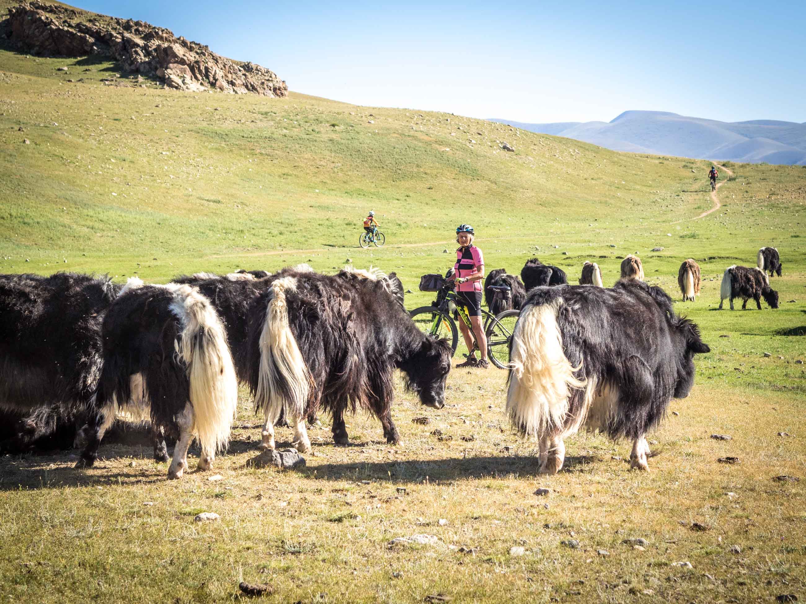 Cyclist and yak in Mongolia